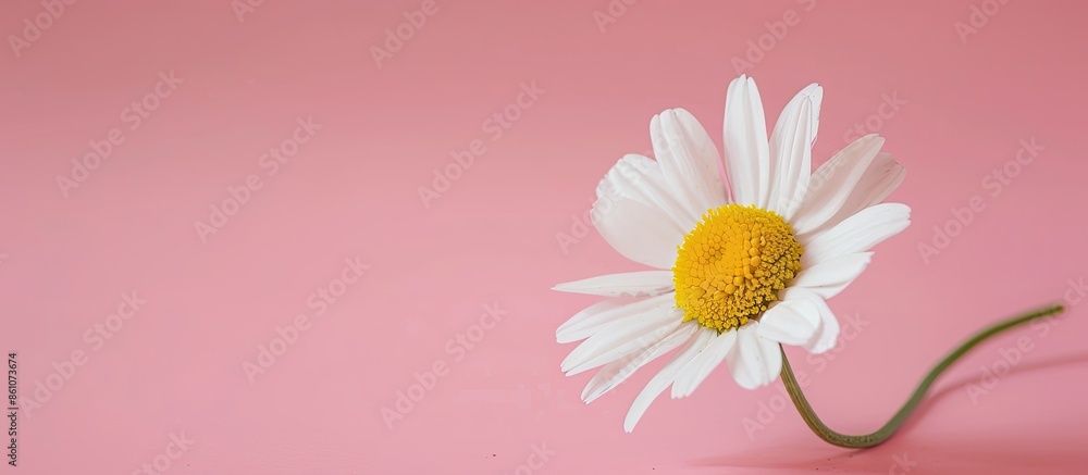 Poster beautiful chamomile daisy flower on neutral pink background. minimalist floral concept with copy spa