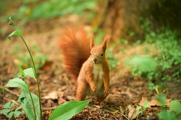 Red squirrel standing in the forest. Green foliage surrounds