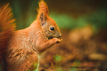 Paws clutch meal in a red squirrels snack time
