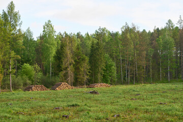 Timber Pile Cut and stacked in the woods © AlexGo