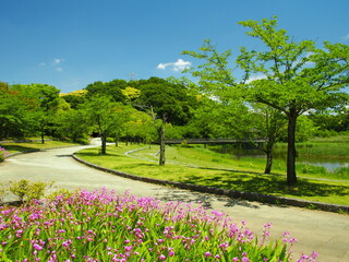 春の紫蘭の花咲く21世紀の森と広場風景