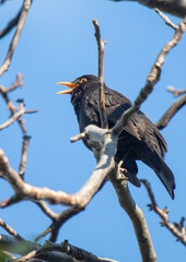 Bird blackbird in nature in spring