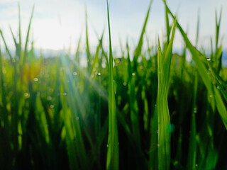 Close up natural grass in the morning, Water drops on green grass background