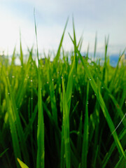 Close up natural grass in the morning, Water drops on green grass background