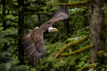 Majestic bald eagle soaring through lush green forest