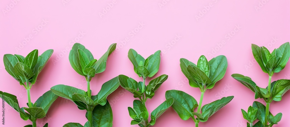 Poster stevia rebaudiana leafs isolated on pastel background. copy space image. place for adding text and d