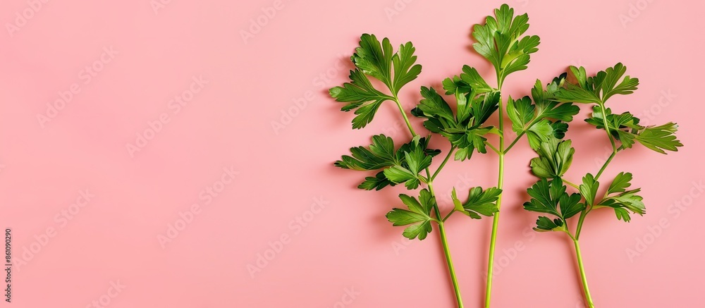 Poster parsley isolated on pastel background parsley food. copy space image. place for adding text and desi