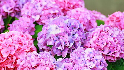The flowering season for hydrangea arrived
