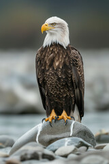 Majestic bald eagle perched on river rock, observing surroundings