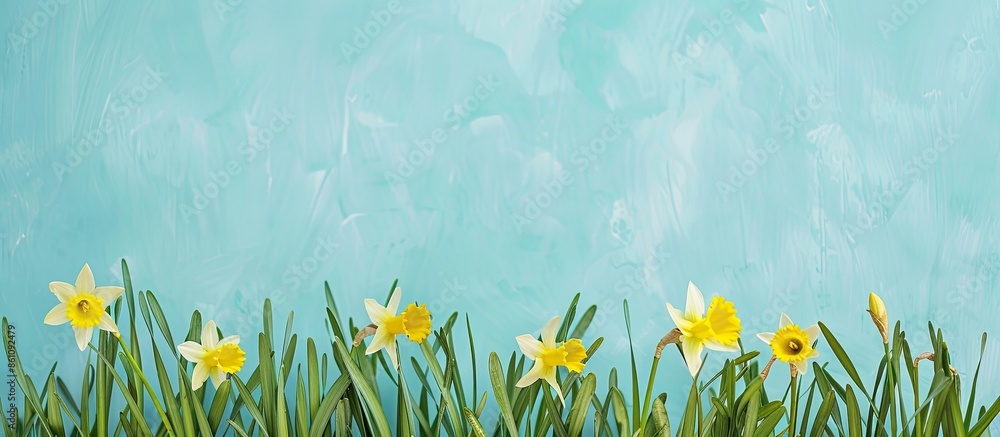 Aufkleber green grass and yellow narcissus. pastel background. copy space image. place for adding text and des