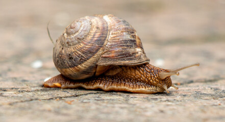 Snail crawls on the ground