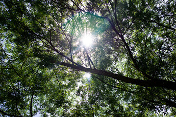 Fototapeta premium Sun rays and light shining through tree branches. Trunk and branches of a willow tree. View from below. Summer and spring