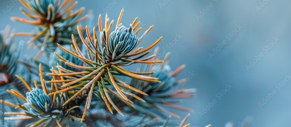 Poster spines on spruce needles in winter pastel background. copy space image. place for adding text and de