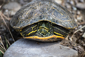 Turtle captured in its shell, illustrating defensive posture and natural habitat in wildlife photography