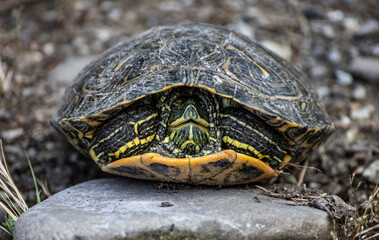 Turtle captured in its shell, illustrating defensive posture and natural habitat in wildlife photography