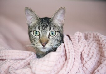 portrait of tabby cat in pink blanket