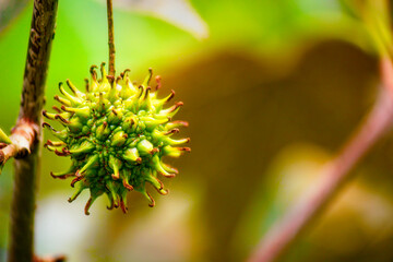 close up of a flower