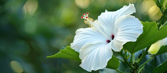 A beautiful white hibiscus at Devka Amusement Park, Daman, Gujarat . Copy space image. Place for adding text or design