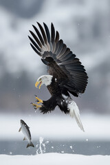 American bald eagle catching fish with snowing background