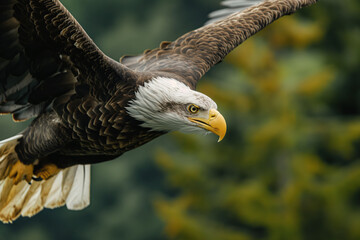 Majestic bald eagle soaring over green forest