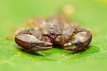 Dwarf Forest Scorpion also called Liocheles australasiae is a small flat scorpion about an inch long including the tail. It feeds on small insects and arachnids.