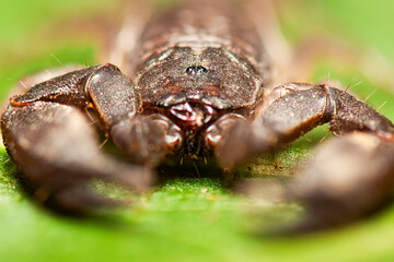 Dwarf Forest Scorpion also called Liocheles australasiae is a small flat scorpion about an inch long including the tail. It feeds on small insects and arachnids.