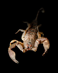 Dwarf Forest Scorpion also called Liocheles australasiae is a small flat scorpion about an inch long including the tail. It feeds on small insects and arachnids.