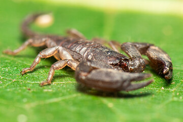 Dwarf Forest Scorpion also called Liocheles australasiae is a small flat scorpion about an inch long including the tail. It feeds on small insects and arachnids.