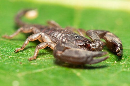 Dwarf Forest Scorpion also called Liocheles australasiae is a small flat scorpion about an inch long including the tail. It feeds on small insects and arachnids.