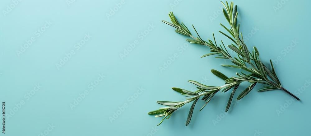 Sticker Fresh green sprig of rosemary isolated on a pastel background. Copy space image. Place for adding text and design