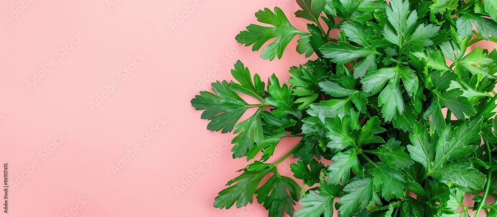 Poster green leaves of parsley isolated on pastel background, top view. copy space image. place for adding 