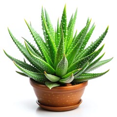 Fototapeta premium Fresh Green Aloe Vera Plant in Pot for Natural Decor