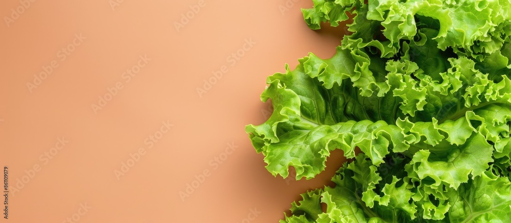 Poster salad leaf. lettuce isolated on pastel background with clipping path. top view. copy space image. pl
