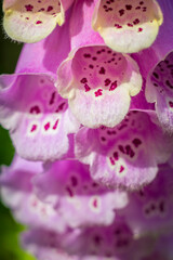 Vibrant closeup shots of purple foxglove, Digitalis purpurea, flower heads with unique spots © Kristof