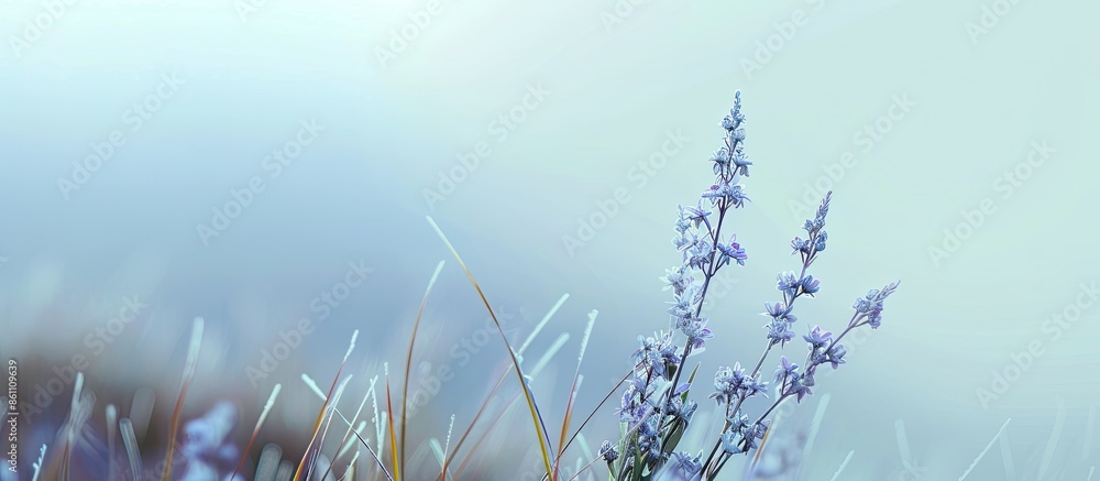 Poster orchids in winter. copy space image. place for adding text and design