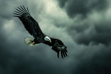 Obraz premium Majestic bald eagle soaring under stormy sky