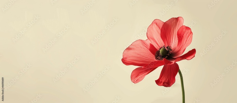 Poster beautiful red flower isolated on pastel background . copy space image. place for adding text and des