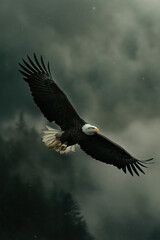 Obraz premium Majestic bald eagle soaring through stormy sky