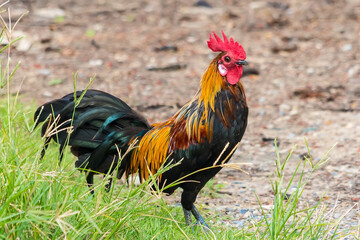 colorful rooster on green nature background
