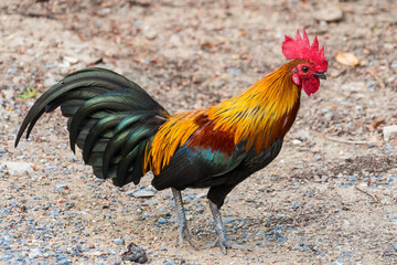 colorful rooster on green nature background