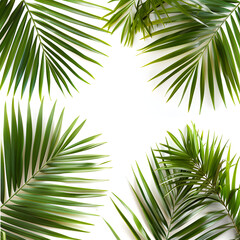 Fototapeta premium Summer palm corner on white isolated background