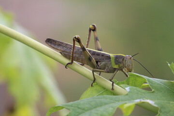 The biggest grasshopper on the trunk was eating the leaves in the garden