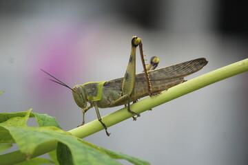 A beautiful grasshopper was crowling on the leaves of papaya tree in the garden