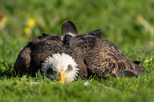 Majestic bald eagle resting in green grass field