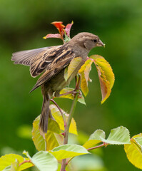 Portrait of a sparrow on green plants