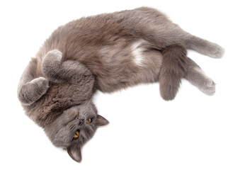 Obraz premium Gray cat lies on a white background