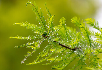 Drops of water on green leaves in nature