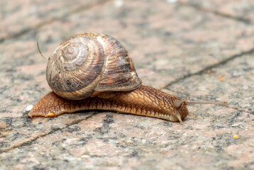 A snail crawls along the road in the park