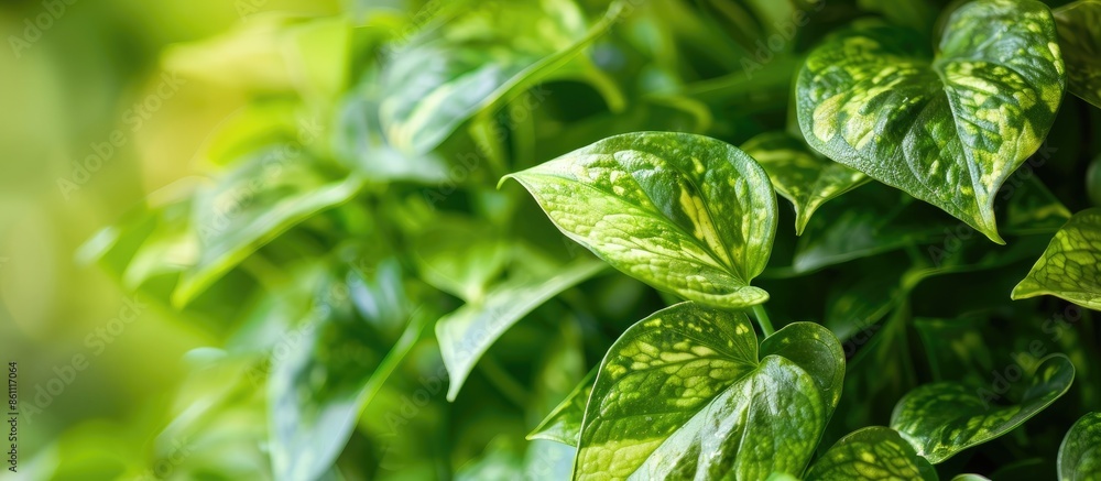 Poster close up of pothos plant in the garden. copy space image. place for adding text and design