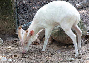 Rare albino barking deer in the park